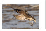 Long-Billed Curlew landing by Anonymous