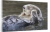 Southern Sea Ottter floats with paws out of the water by Anonymous