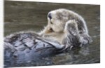 Southern Sea Ottter floats with paws out of the water by Anonymous