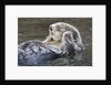 Southern Sea Ottter floats with paws out of the water by Anonymous