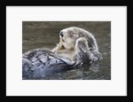 Southern Sea Ottter floats with paws out of the water by Anonymous