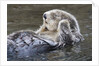 Southern Sea Ottter floats with paws out of the water by Anonymous