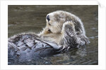 Southern Sea Ottter floats with paws out of the water by Anonymous