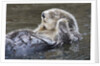Southern Sea Ottter floats with paws out of the water by Anonymous