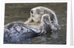 Southern Sea Ottter floats with paws out of the water by Anonymous