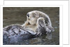 Southern Sea Ottter floats with paws out of the water by Anonymous