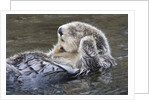 Southern Sea Ottter floats with paws out of the water by Anonymous