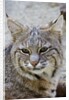 Bobcat closeup by Anonymous