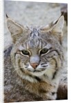 Bobcat closeup by Anonymous