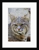 Bobcat closeup by Anonymous