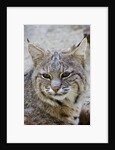 Bobcat closeup by Anonymous