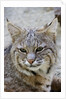 Bobcat closeup by Anonymous