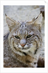 Bobcat closeup by Anonymous
