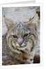Bobcat closeup by Anonymous