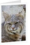 Bobcat closeup by Anonymous