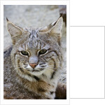 Bobcat closeup by Anonymous