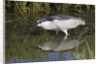 Black-Crowned Night-Heron hunting by Anonymous