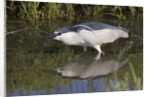 Black-Crowned Night-Heron hunting by Anonymous