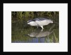Black-Crowned Night-Heron hunting by Anonymous