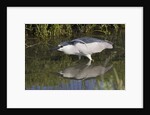 Black-Crowned Night-Heron hunting by Anonymous