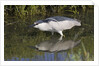 Black-Crowned Night-Heron hunting by Anonymous