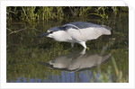 Black-Crowned Night-Heron hunting by Anonymous