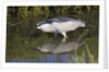 Black-Crowned Night-Heron hunting by Anonymous