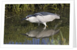 Black-Crowned Night-Heron hunting by Anonymous