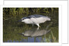 Black-Crowned Night-Heron hunting by Anonymous
