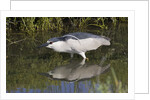 Black-Crowned Night-Heron hunting by Anonymous