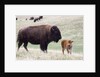 American Bison cow with calf by Anonymous
