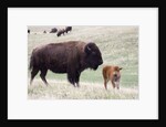 American Bison cow with calf by Anonymous