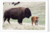 American Bison cow with calf by Anonymous