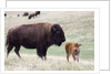 American Bison cow with calf by Anonymous