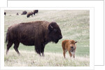 American Bison cow with calf by Anonymous