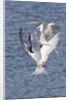Forster's Terns fight in midair by Anonymous