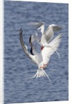 Forster's Terns fight in midair by Anonymous