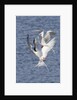 Forster's Terns fight in midair by Anonymous