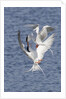 Forster's Terns fight in midair by Anonymous