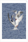 Forster's Terns fight in midair by Anonymous