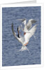 Forster's Terns fight in midair by Anonymous