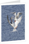 Forster's Terns fight in midair by Anonymous