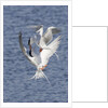 Forster's Terns fight in midair by Anonymous