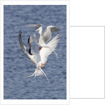 Forster's Terns fight in midair by Anonymous