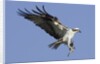 Osprey landing with fish in it's talons by Anonymous