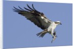 Osprey landing with fish in it's talons by Anonymous
