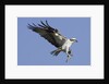 Osprey landing with fish in it's talons by Anonymous
