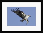 Osprey landing with fish in it's talons by Anonymous