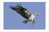 Osprey landing with fish in it's talons by Anonymous