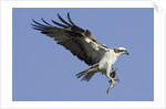 Osprey landing with fish in it's talons by Anonymous